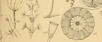 An illustration from Half-hours with the microscope; being a popular guide to the use of the microscope as a means of amusement and instruction (1863)