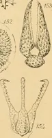 An illustration from Half-hours with the microscope; being a popular guide to the use of the microscope as a means of amusement and instruction (1863)