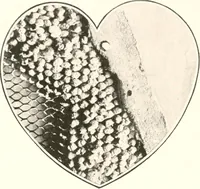 An illustration from Handbook for architects and builders (1898)
