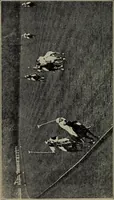 An illustration from Handbook of athletic games for players, instructors, and spectators, comprising fifteen major ball games, track and field athletics and rowing races (1916)