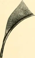 An illustration from A handbook of Attic red-figured vases signed by or attributed to the various masters of the sixth and fifth centuries B. C. (1919)