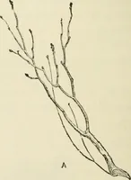 An illustration from Handbook of drawing (1880)