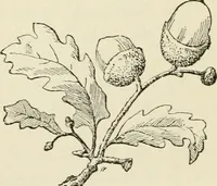 An illustration from Handbook of drawing (1880)