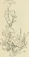An illustration from Handbook of drawing (1880)