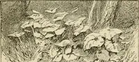 An illustration from Handbook of drawing (1880)