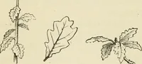 An illustration from Handbook of drawing (1880)