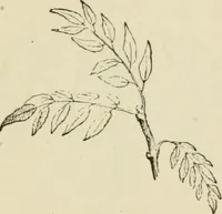 An illustration from Handbook of drawing (1880)
