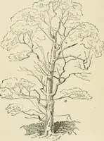 An illustration from Handbook of drawing (1880)