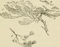 An illustration from Handbook of drawing (1880)