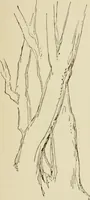 An illustration from Handbook of drawing (1880)