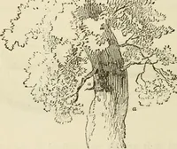 An illustration from Handbook of drawing (1880)