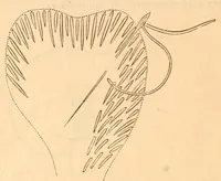 An illustration from Hand-book of embroidery; (1880)