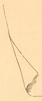 An illustration from Hand-book of embroidery; (1880)