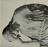 An illustration from A handbook of Greek and Roman sculpture (1905)
