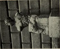 An illustration from A handbook of Greek and Roman sculpture (1905)