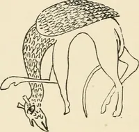 An illustration from Handbook of heraldry, with instructions for tracing pedigrees and deciphering ancient mss., rules for the appointment of liveries, &c. (1893)
