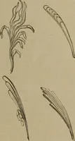 An illustration from A handbook of legendary and mythological art (1890)