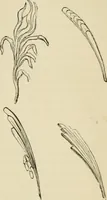 Picture 5 of 175 from A handbook of legendary and mythological art (1872), leaf 23