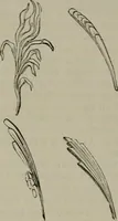 An illustration from A handbook of legendary and mythological art (1872)