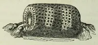An illustration from The handbook of needlework (1854)