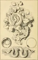 An illustration from Handbook of ornament; a grammar of art, industrial and architectural designing in all its branches, for practical as well as theoretical use (1900)