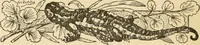 An illustration from Handbook of ornament; a grammar of art, industrial and architectural designing in all its branches, for practical as well as theoretical use (1900)