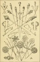 An illustration from Handbook of ornament; a grammar of art, industrial and architectural designing in all its branches, for practical as well as theoretical use (1900)