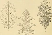 An illustration from Handbook of ornament; a grammar of art, industrial and architectural designing in all its branches, for practical as well as theoretical use (1900)