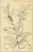 An illustration from Handbook of ornament; a grammar of art, industrial and architectural designing in all its branches, for practical as well as theoretical use (1900)