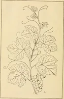 An illustration from Handbook of ornament; a grammar of art, industrial and architectural designing in all its branches, for practical as well as theoretical use (1900)
