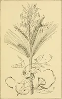 An illustration from Handbook of ornament; a grammar of art, industrial and architectural designing in all its branches, for practical as well as theoretical use (1900)