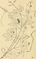 An illustration from Handbook of ornament; a grammar of art, industrial and architectural designing in all its branches, for practical as well as theoretical use (1900)