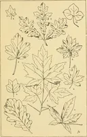 An illustration from Handbook of ornament; a grammar of art, industrial and architectural designing in all its branches, for practical as well as theoretical use (1900)