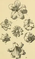 An illustration from Handbook of ornament; a grammar of art, industrial and architectural designing in all its branches, for practical as well as theoretical use (1900)