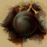 Picture 17 of 30 from A handbook of pictorial art (1875), leaf 247