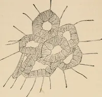 An illustration from Handbook of practical botany for the botanical laboratory and private student (1908)