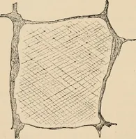 An illustration from Handbook of practical botany for the botanical laboratory and private student (1908)