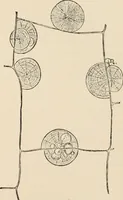 An illustration from Handbook of practical botany for the botanical laboratory and private student (1908)
