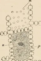 An illustration from Handbook of practical botany for the botanical laboratory and private student (1908)