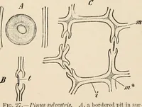 Picture 27 of 179 from Handbook of practical botany for the botanical laboratory and private student (1908), leaf 112