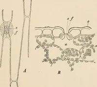 An illustration from Handbook of practical botany for the botanical laboratory and private student (1908)