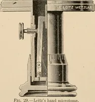 An illustration from Handbook of practical botany for the botanical laboratory and private student (1908)