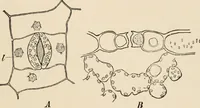 An illustration from Handbook of practical botany for the botanical laboratory and private student (1908)