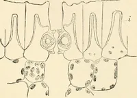 An illustration from Handbook of practical botany for the botanical laboratory and private student (1908)
