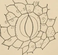 An illustration from Handbook of practical botany for the botanical laboratory and private student (1908)