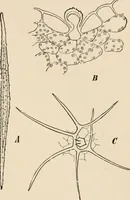 An illustration from Handbook of practical botany for the botanical laboratory and private student (1908)