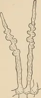An illustration from Handbook of practical botany for the botanical laboratory and private student (1908)