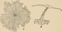 An illustration from Handbook of practical botany for the botanical laboratory and private student (1908)