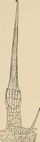 An illustration from Handbook of practical botany for the botanical laboratory and private student (1908)