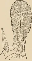 An illustration from Handbook of practical botany for the botanical laboratory and private student (1908)